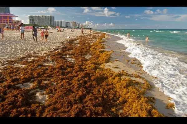 giant seaweed