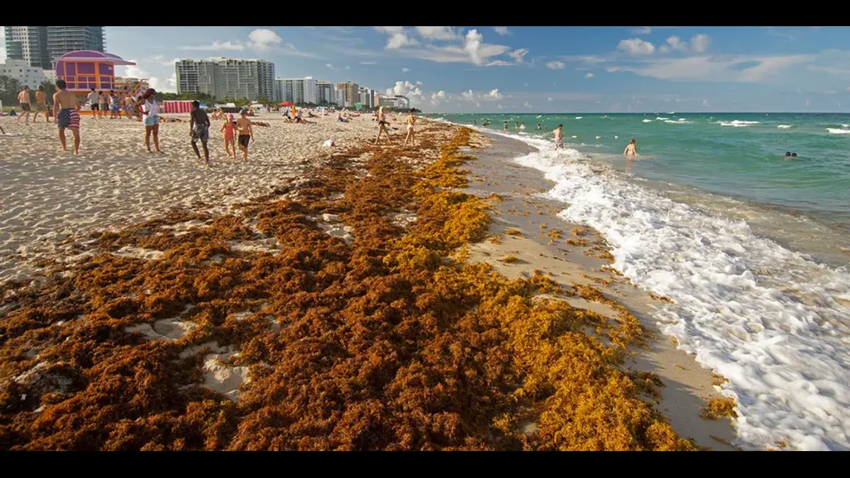 giant seaweed